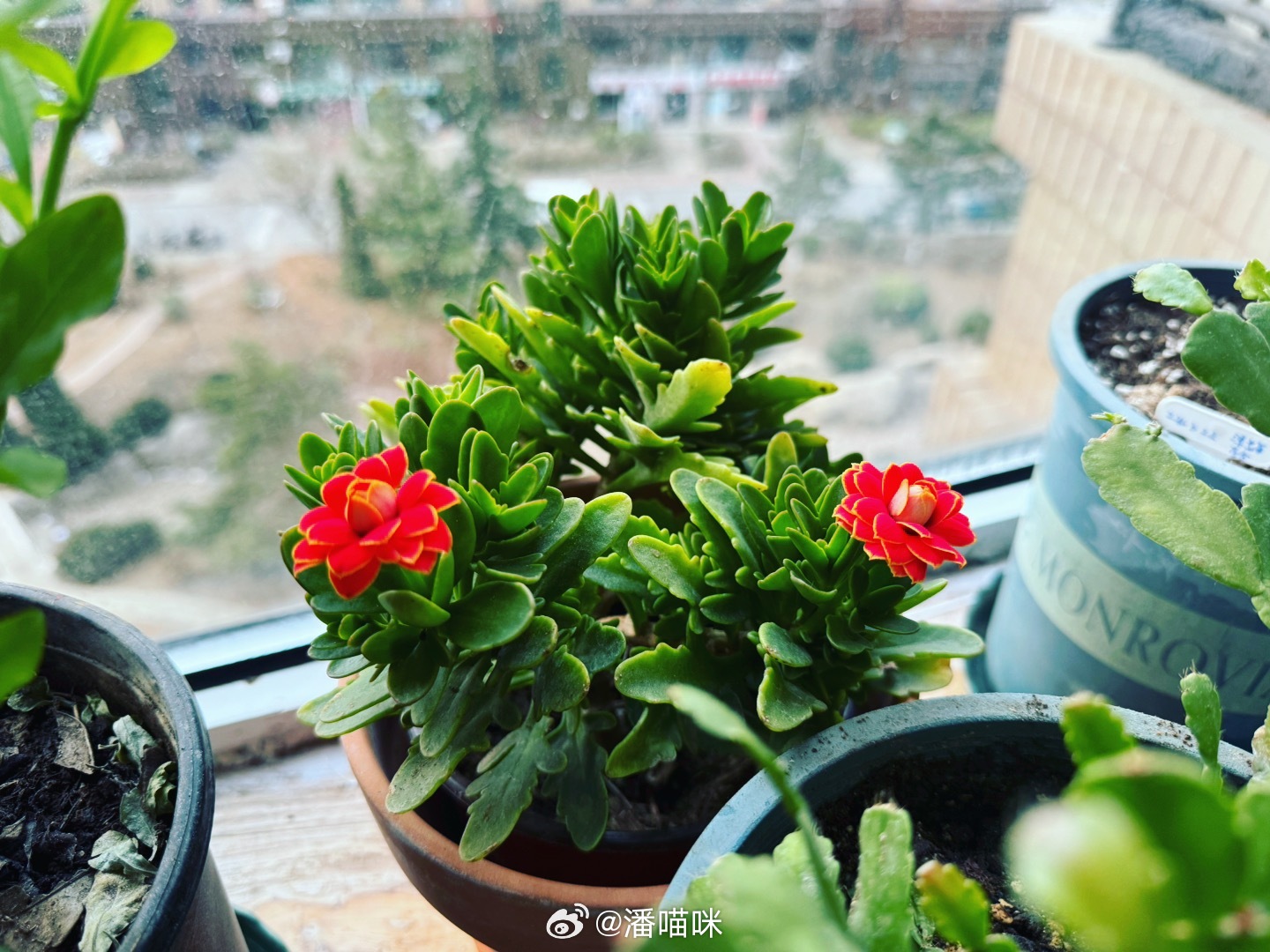 我养的花是开给天庭的人看的
