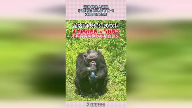 被大猩猩反向投喂的奇妙体验